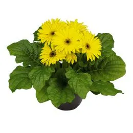 Гербера Midi Yellow  фото