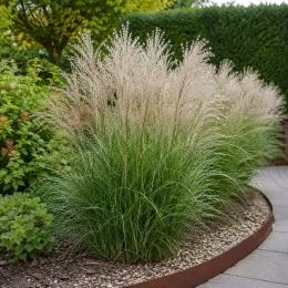 Мискантус Kleine Silberspinne фото