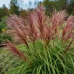 Мискантус Red Chief фото