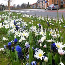 Микс Bussum фото