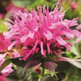 Монарда Balmy Pink фото