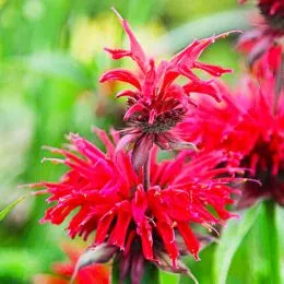 Монарда Gardenview Scarlet фото