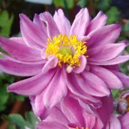 Анемона Mont Rose фото