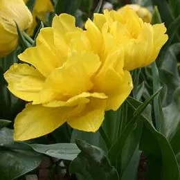 Тюльпан Monte Peony фото