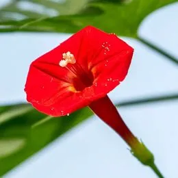 Ипомея Кардинал фото