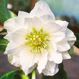 Морозник White Double фото