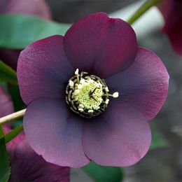 Морозник Blue Lady фото