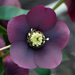 Морозник Blue Lady фото