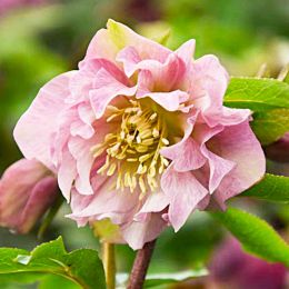 Морозник Pink Double фото