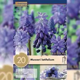 Мускари Latifolium (Брендовые луковицы KAPITEYN®) фото