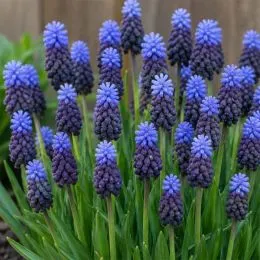 Мускари Latifolium фото