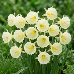 Нарцисс Arctic Bells фото