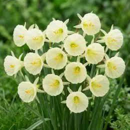 Нарцисс Arctic Bells фото