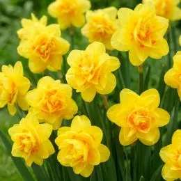 Нарцисс Bright Paradise фото
