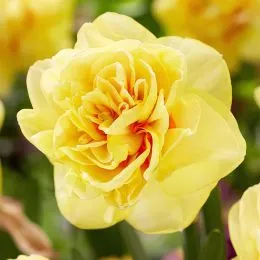 Нарцисс English Style фото