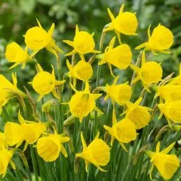 Нарцисс Golden Bells фото