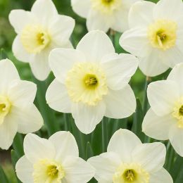 Нарцисс Papillon Blanc фото