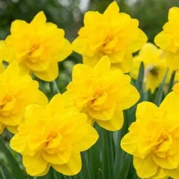 Нарцисс Queensday фото