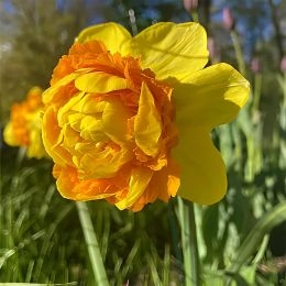 Нарцисс Suade Double фото