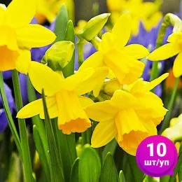 Нарцисс Tete a Tete 10 шт/уп фото