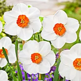 Нарцисс Woodland Star фото