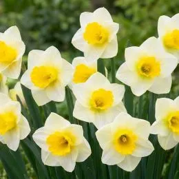 Нарцисс Yellow Salome фото