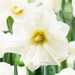 Нарцисс Сolblanc фото