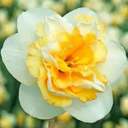 Нарцисс Golden Pearl фото
