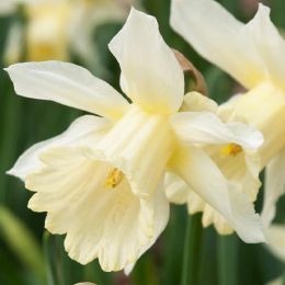 Нарцисс W.P. Milner фото