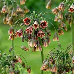Нектароскордум Bulgaricum фото