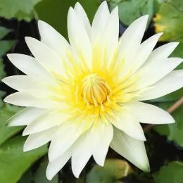 Кувшинка Odorata Alba фото