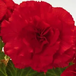 Бегония Non Stop Dark Red фото
