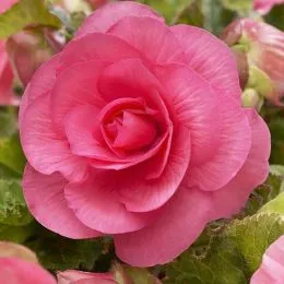 Бегония Non Stop Pink фото