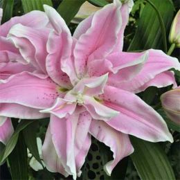 Лилия Roselily Nowa фото
