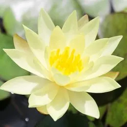Кувшинка Sulphurea фото