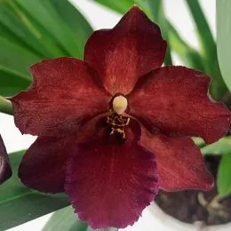 Орхидея Odontoglossum Alkmaar фото