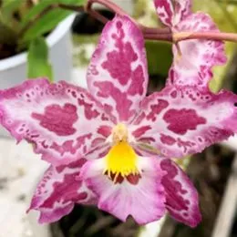 Орхидея Odontoglossum Gallico фото