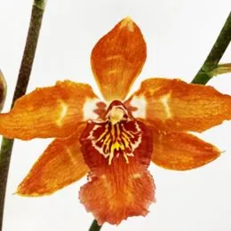 Орхидея Odontoglossum Vulcano фото