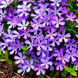 Флокс Fabulous Blue Violet фото