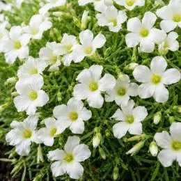 Оксалис (кислица) White Spider фото