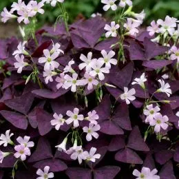 Оксалис (кислица) Triangularis фото