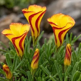 Оксалис (кислица) Versicolor Golden Cape фото