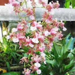 Орхидея Onncidium Rosy Sunset фото