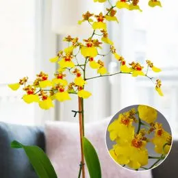 Орхидея Oncidium Joost фото