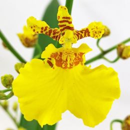 Орхидея Oncidium Sweet Sugar фото