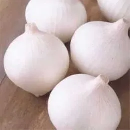 Лук Биляночка фото