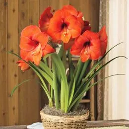 Амариллис Orange Collor фото