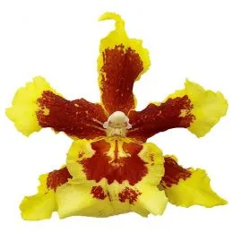 Орхидея Odontoglossum Springbob фото