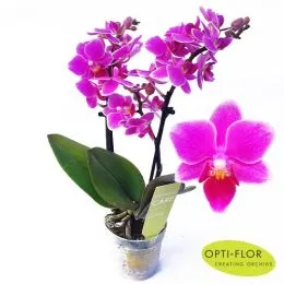 Фаленопсис Минифлора Fleur фото