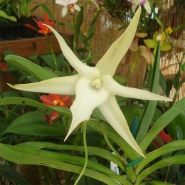 Орхидея Angraecum фото